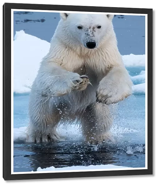 Polar Bear leaping over water, head-on