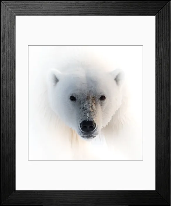 Framed Print : Polar Bear Portrait Framed Print : Polar Bear Portrait