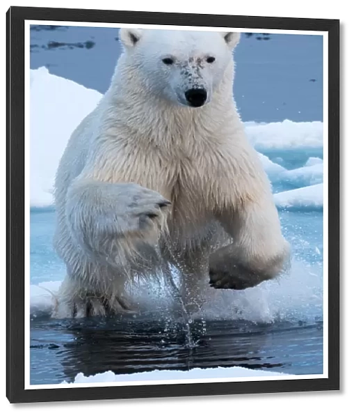Polar Bear leaping over gap in the ice - head on