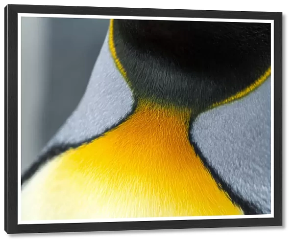 Close-up of the colorful neck feathers of a King Penguin