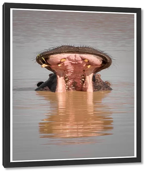 Hippo with mouth wide open in water with reflection