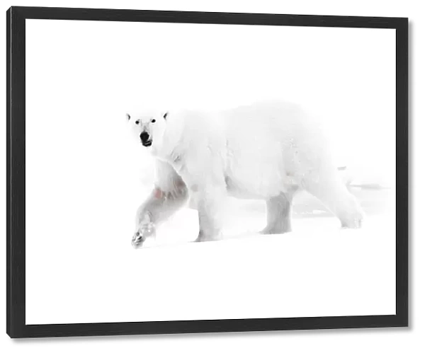 High-Key side view Polar Bear
