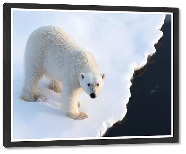 Polar Bear approaching the ice edge