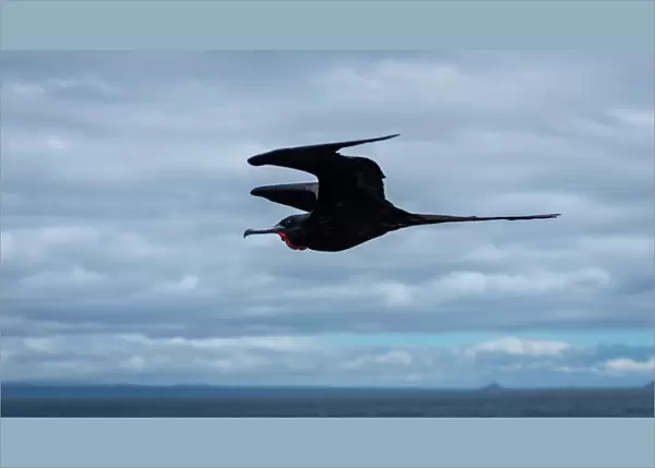 Magnificent Frigatebirds in flight, GalAapagos Islands