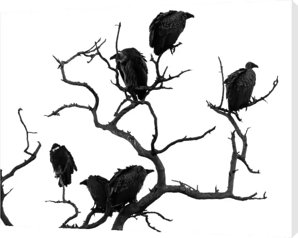 Flock of vultures perched in a dead tree