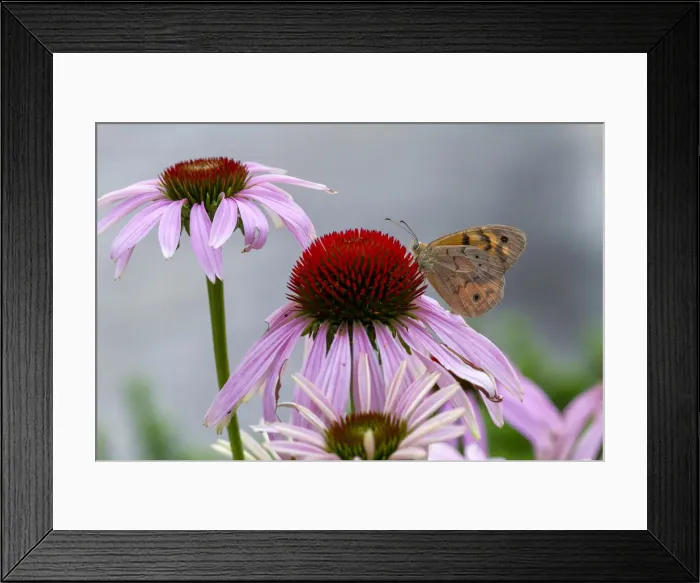 Framed Print : Bright Eyed Brown Butterfly on an echinacea Flower Framed Print : Bright Eyed Brown Butterfly on an echinacea Flower