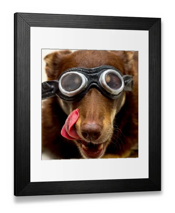 Framed Print : Dog in Goggles licking lips