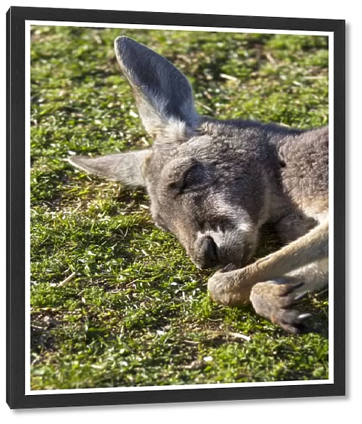 A Kangaroo having a nap