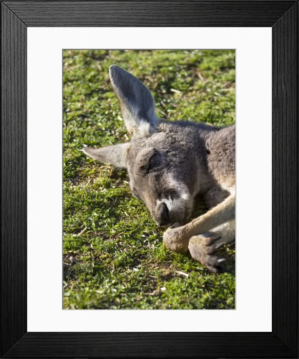 Framed Print : A Kangaroo having a nap