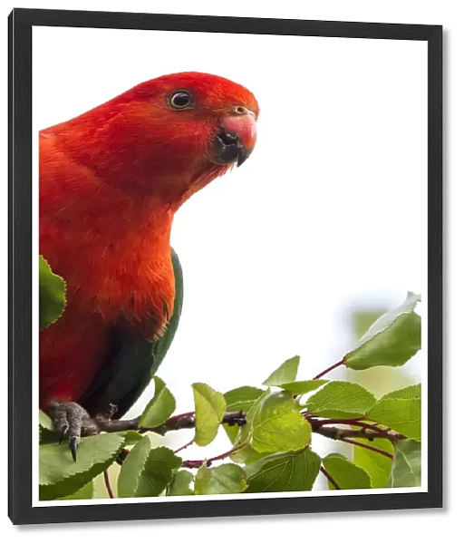 Male King Parrot on a branch with a white background
