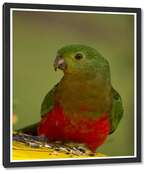 Female Australian King Parrot