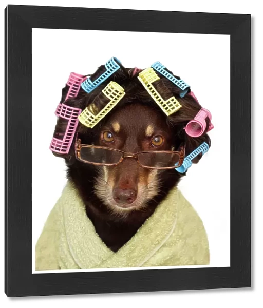 Australian Kelpie Dog wearing wig with hair curlers, glasses and a dressing gown on a white background