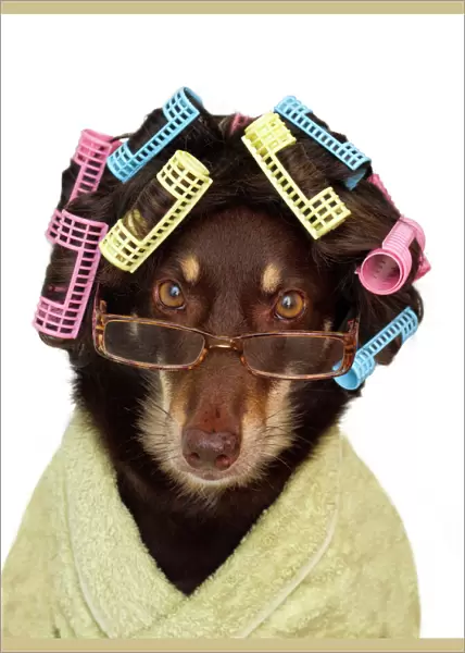 Australian Kelpie Dog wearing wig with hair curlers, glasses and a dressing gown on a white background