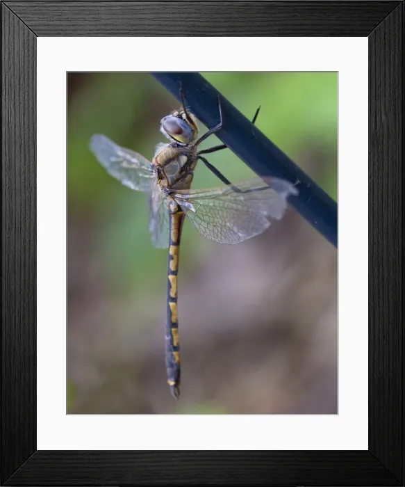 Framed Print : Close up of a Dragonfly hanging from a fence Framed Print : Close up of a Dragonfly hanging from a fence