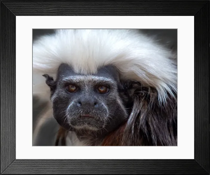 Framed Print : Cotton-top tamarin Framed Print : Cotton-top tamarin
