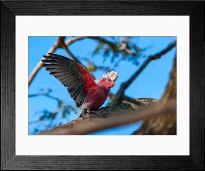 Framed Print : Australian galahs Framed Print : Australian galahs