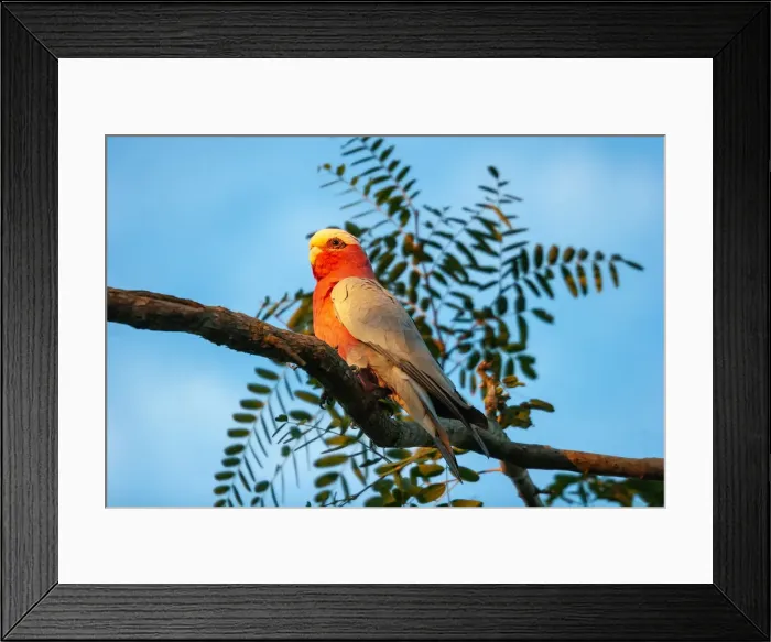 Framed Print : Australian galahs Framed Print : Australian galahs