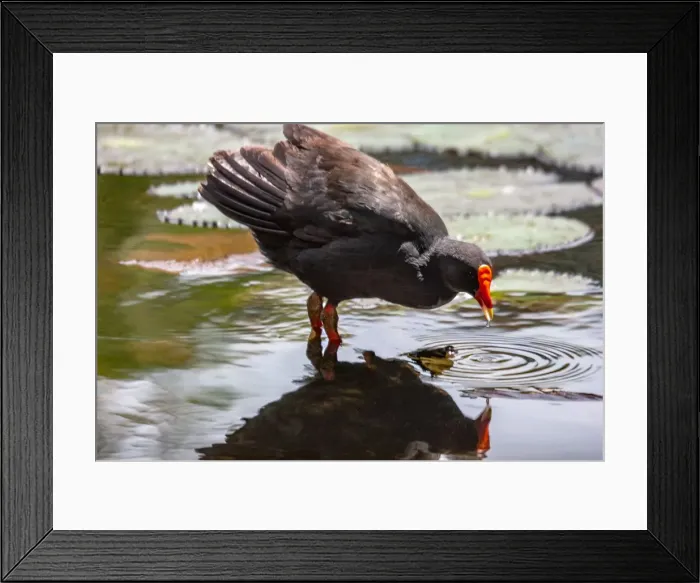 Framed Print : Dusky moorhen reflected in a pond Framed Print : Dusky moorhen reflected in a pond