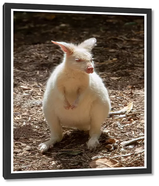 Albino wallaby
