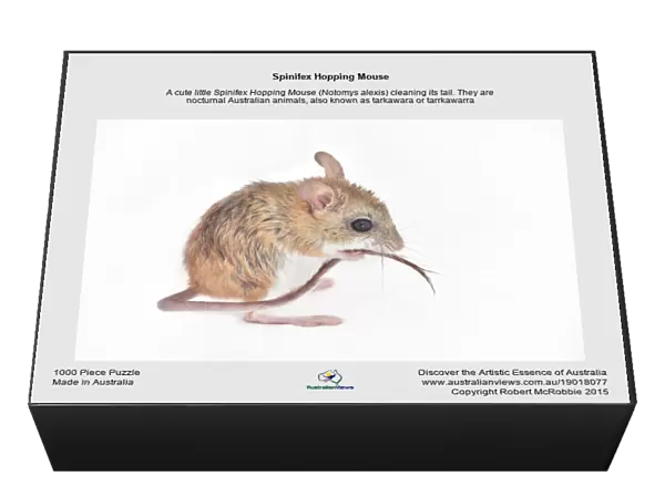 Spinifex Hopping Mouse