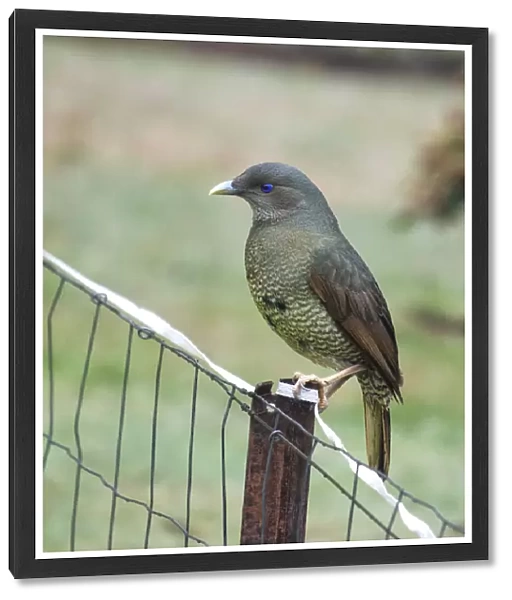 Male Satin Bower bird on fence