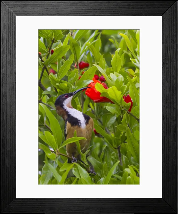 Framed Print : Eastern Spinebill drinking nectar from pomegranate flower Framed Print : Eastern Spinebill drinking nectar from pomegranate flower