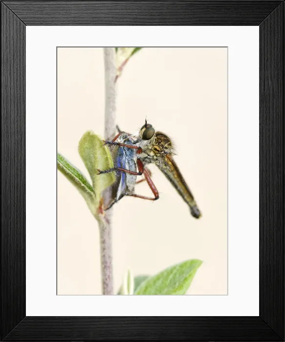 Framed Print : Robber Fly which has captured and eating a Skipper Butterfly