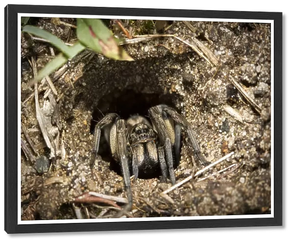 Australian Wolf spider in its Burrow