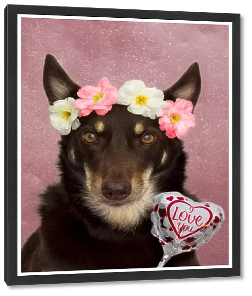Valentines Day dog