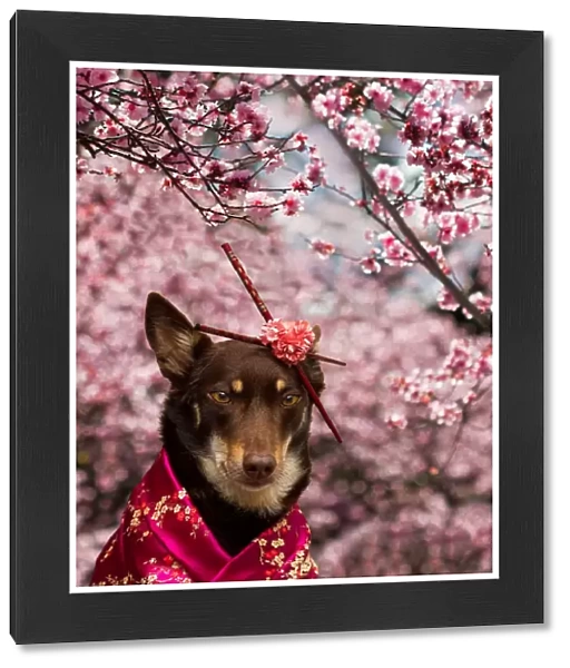 Dog dressed in kimono under Cherry Blossom Tree