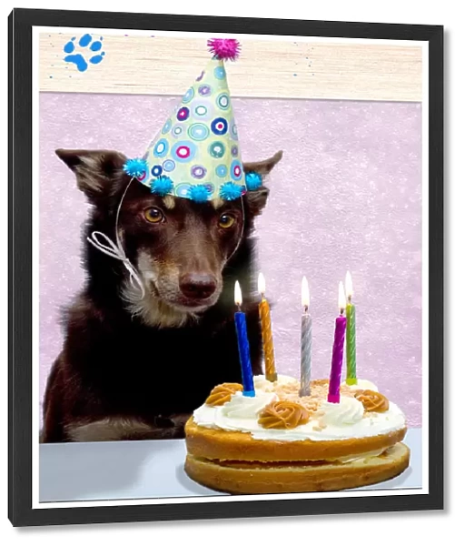 Dog with birthday cake