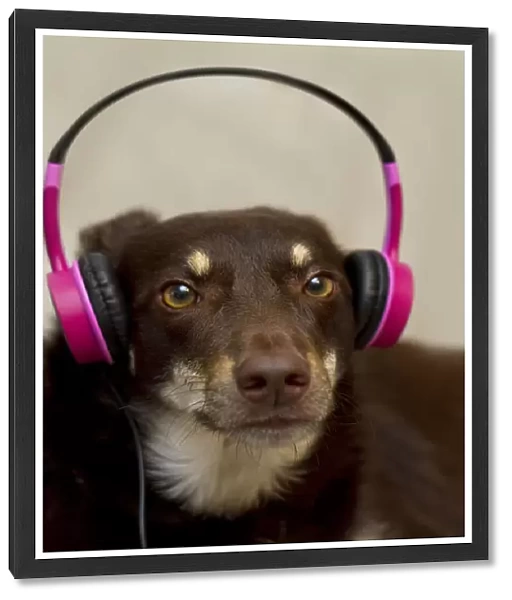 Dog with Pink Earphones