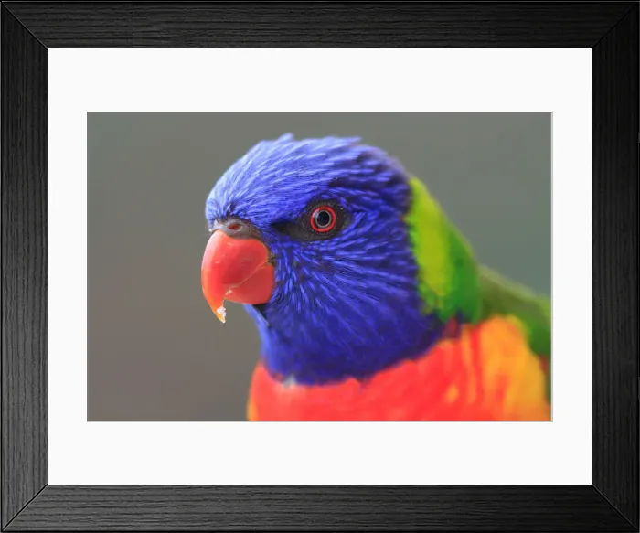 Framed Print : Rainbow Lorikeet Framed Print : Rainbow Lorikeet