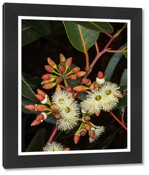White flowering Eucalyptus