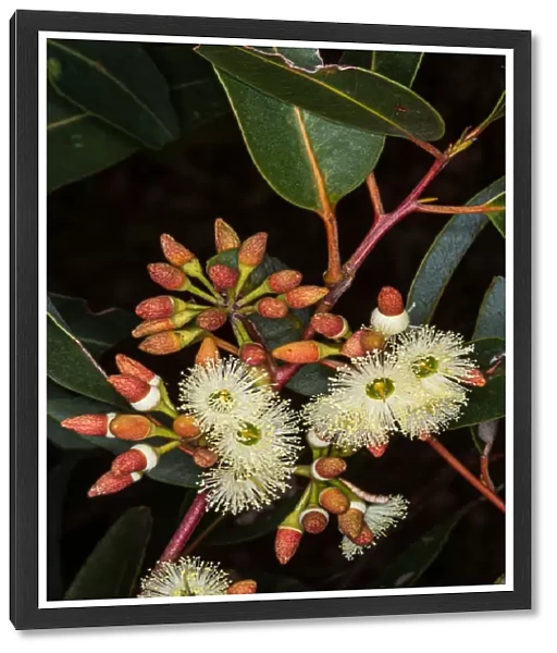 White flowering Eucalyptus