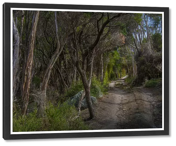 Winding track through trees, Sawyers bay, Flinders Island, Bass Straight, Tasmania