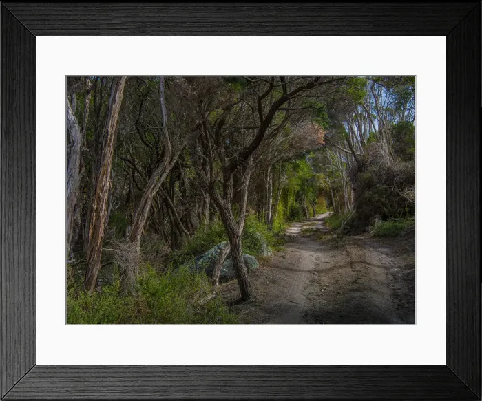 Framed Print : Winding track through trees, Sawyers bay, Flinders Island, Bass Straight, Tasmania