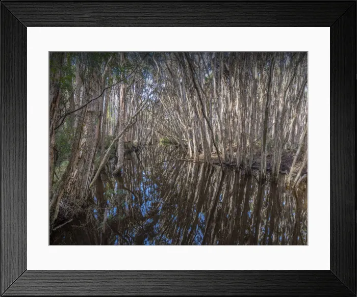 Framed Print : Grassy creek reflections of Melaleucas, King Island, Bass Strait, Tasmania, Australia Framed Print : Grassy creek reflections of Melaleucas, King Island, Bass Strait, Tasmania, Australia