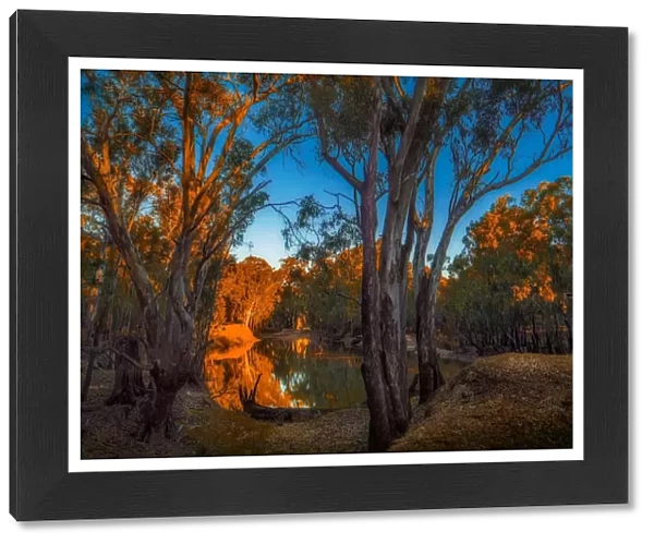 Late afternoon light just before dusk along the banks of a Billabong in the Murray Valley national park, near the Murray river, Corowa, New South Wales, Australia
