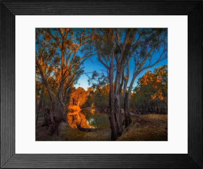 Framed Print : Late afternoon light just before dusk along the banks of a Billabong in the Murray Valley national park, near the Murray river, Corowa, New South Wales, Australia Framed Print : Late afternoon light just before dusk along the banks of a Billabong in the Murray Valley national park, near the Murray river, Corowa, New South Wales, Australia