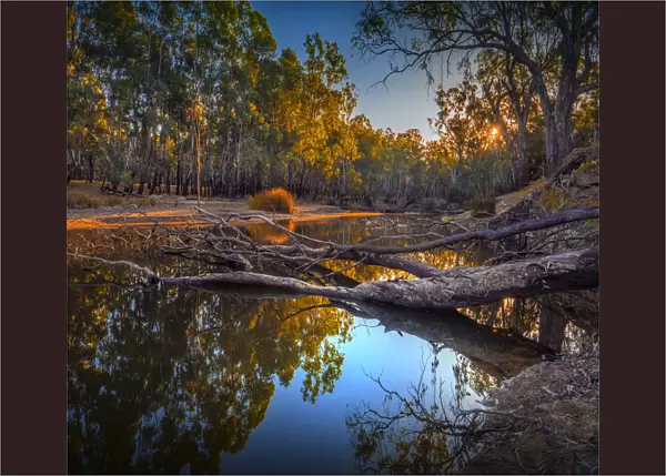 Late afternoon light just before dusk along the banks of a Billabong in the Murray Valley national park, near the Murray river, Corowa, New South Wales, Australia