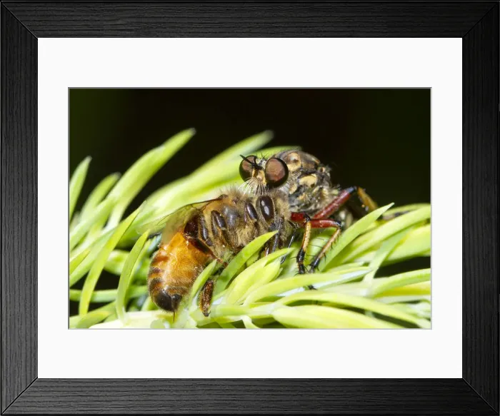 Framed Print : Robber Fly eating a bee
