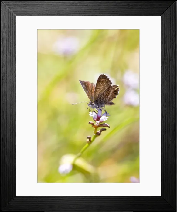 Framed Print : Skipper Butterfly on flower