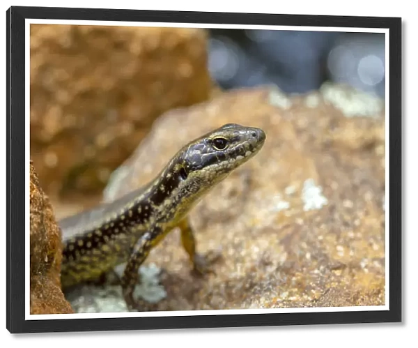 Skink peeking out from a rock