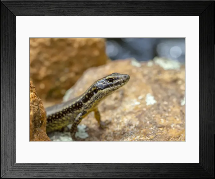 Framed Print : Skink peeking out from a rock