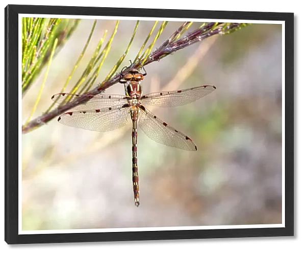 A Wandering Percher Dragonfly on a She-Oak Branch