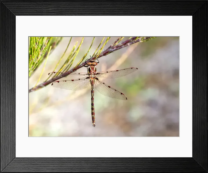 Framed Print : A Wandering Percher Dragonfly on a She-Oak Branch Framed Print : A Wandering Percher Dragonfly on a She-Oak Branch