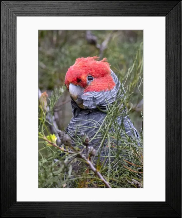 Framed Print : Male Gang Gang Cockatoo (Callocephalon fimbriatum) hiding in a bush Framed Print : Male Gang Gang Cockatoo (Callocephalon fimbriatum) hiding in a bush