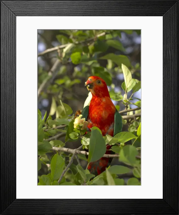 Framed Print : Male Australia King Parrot ( Alisterus scapularis) eating fruit off a tree Framed Print : Male Australia King Parrot ( Alisterus scapularis) eating fruit off a tree