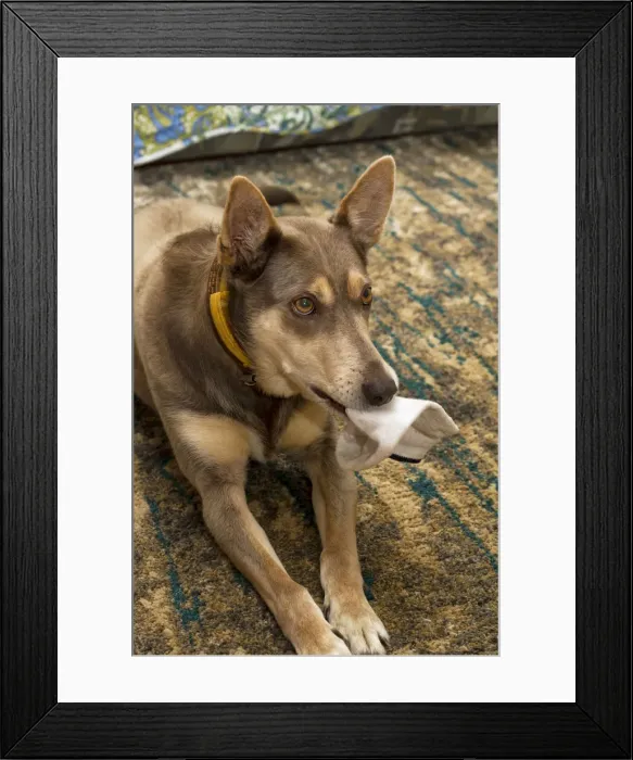 Framed Print : Pets Caught in the Act